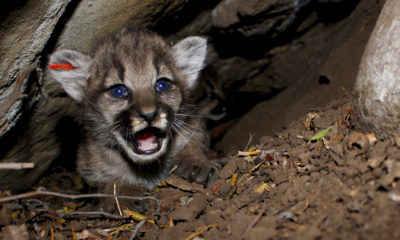 Photo of mountain lion kittens born in Southern California