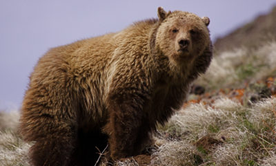 Photo of one of the 700 grizzlies in the Yellowstone region