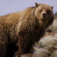 Photo of one of the 700 grizzlies in the Yellowstone region