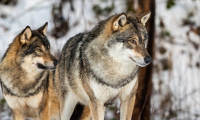 Photo of two gray wolves in snow