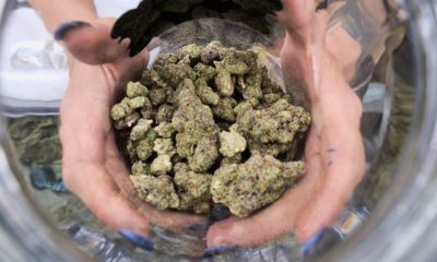 Photo of a bud tender displaying a jar of cannabis