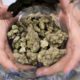 Photo of a bud tender displaying a jar of cannabis