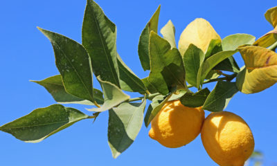 A photo of lemons on a tree branch along Fresno County's Blossom Trail