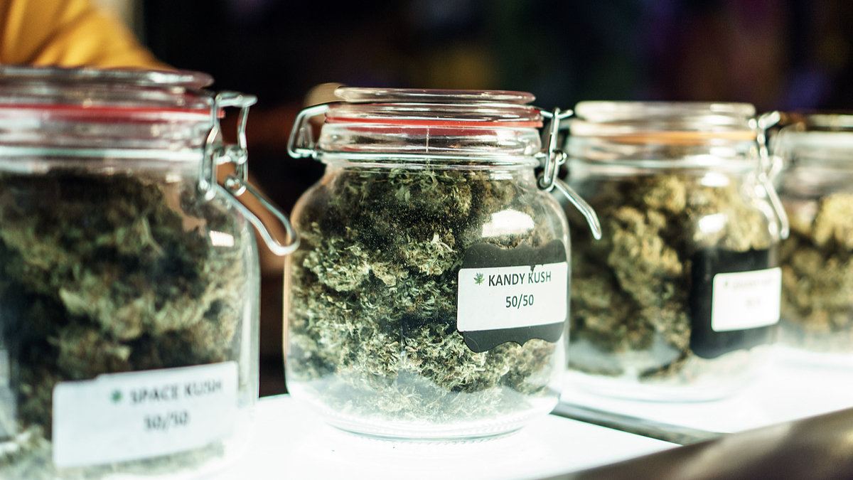 marijuana buds displayed in glass jars
