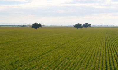 Photo of San Joaquin Valley row crops