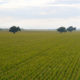 Photo of San Joaquin Valley row crops