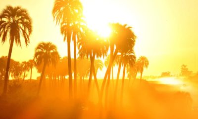 Photo of palm trees and sunshine in the summer