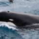 Photo of killer whale