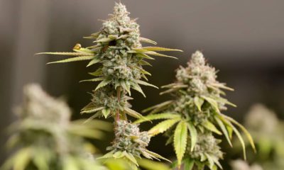 Photo of marijuana buds