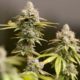 Photo of marijuana buds