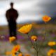 Photo of man looking on amid wildflowers