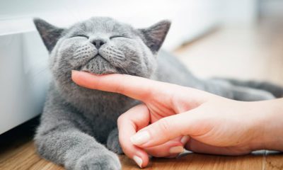 Photo of a cat