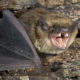 big brown bat