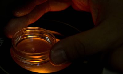 Photo of a microplate containing embryos