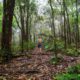 Photo of a forest in Hawaii