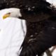 Photo of a bald eagle taking flight