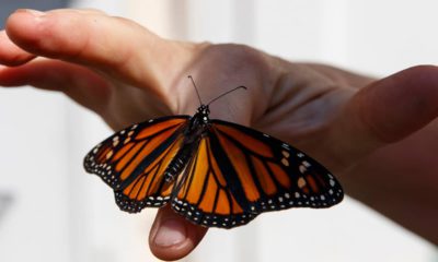 Photo of monarch butterfly