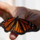 Photo of monarch butterfly