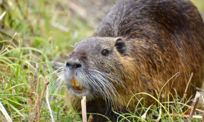 Photo of a nutria, or swamp rat, in a field of grass
