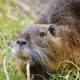 Photo of a nutria, or swamp rat, in a field of grass