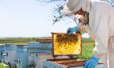 Photo of a beekeeper