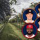 Portraits of the Astros' Alex Bregman, Carlos Correa and Kyle Tucker, and the Nationals' Fernando Rodney against a field of grapes