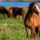 Photo of wild horses