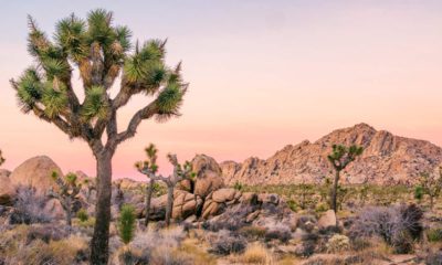 Photo of Joshua Tree National Park