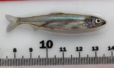 Picture of a delta smelt placed above a ruler