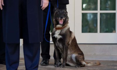 Photo of Conan, the U.S. Army dog that participated in the raid that killed ISIS leader Abu Bakr al-Baghdadi