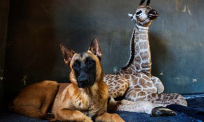 Photo of Hunter, a young Belgian Malinois and Jazz, a nine-day-old giraffe