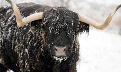 Photo of Coal, a highland steer, covered in snow