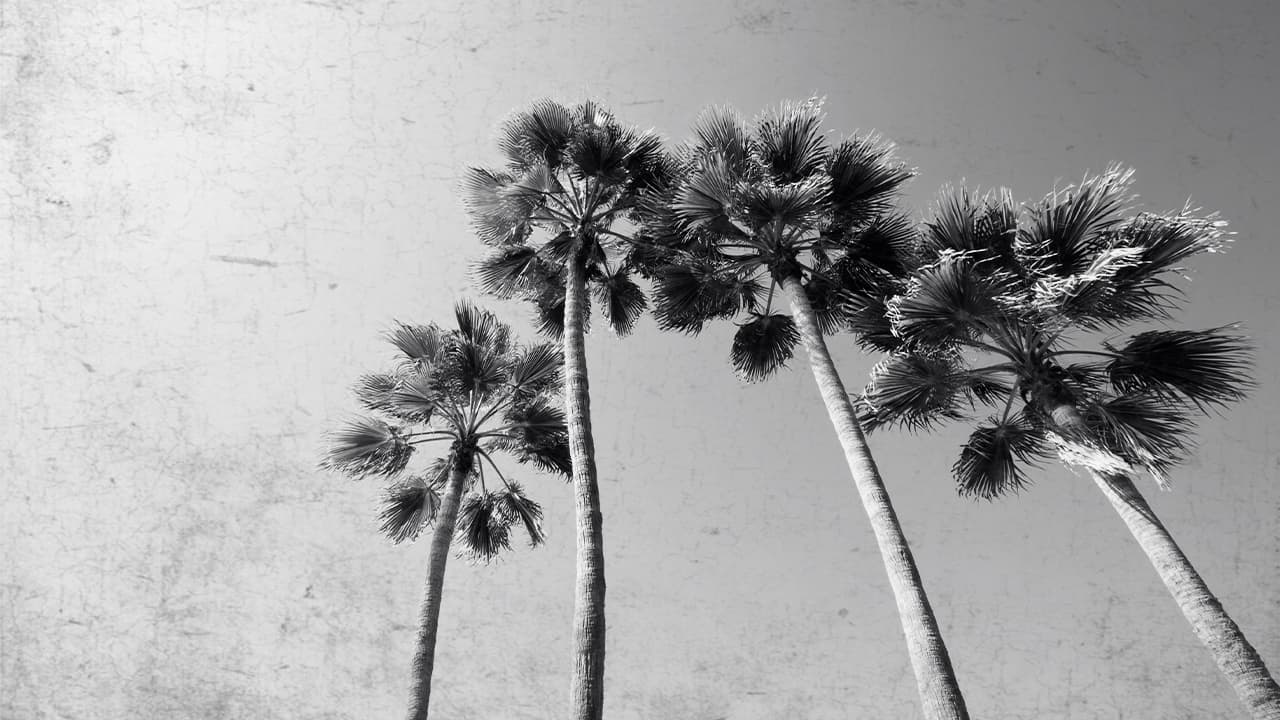 Photo of palm trees