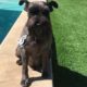 Photo of a miniature schnauzer that was a victim of a mountain lion attack in Simi Valley