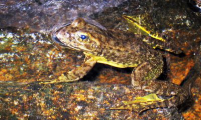 Photo of a rare mountain yellow-legged frog in an alpine lake in Kings Canyon National Park, in California's Sierra Nevada