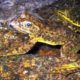 Photo of a rare mountain yellow-legged frog in an alpine lake in Kings Canyon National Park, in California's Sierra Nevada
