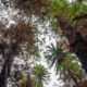 Photo of Wollemi pine trees