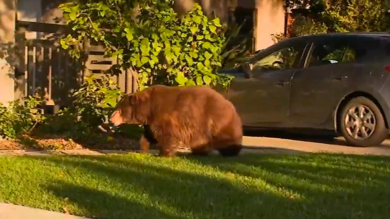 Photo of a bear walking in a front yard