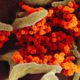 Photo of the coronavirus under a microscope