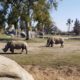 Photo of rhinos at the Fresno Chaffee Zoo