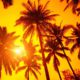 Photo of sun peeking through palm trees symbolizing warm weather
