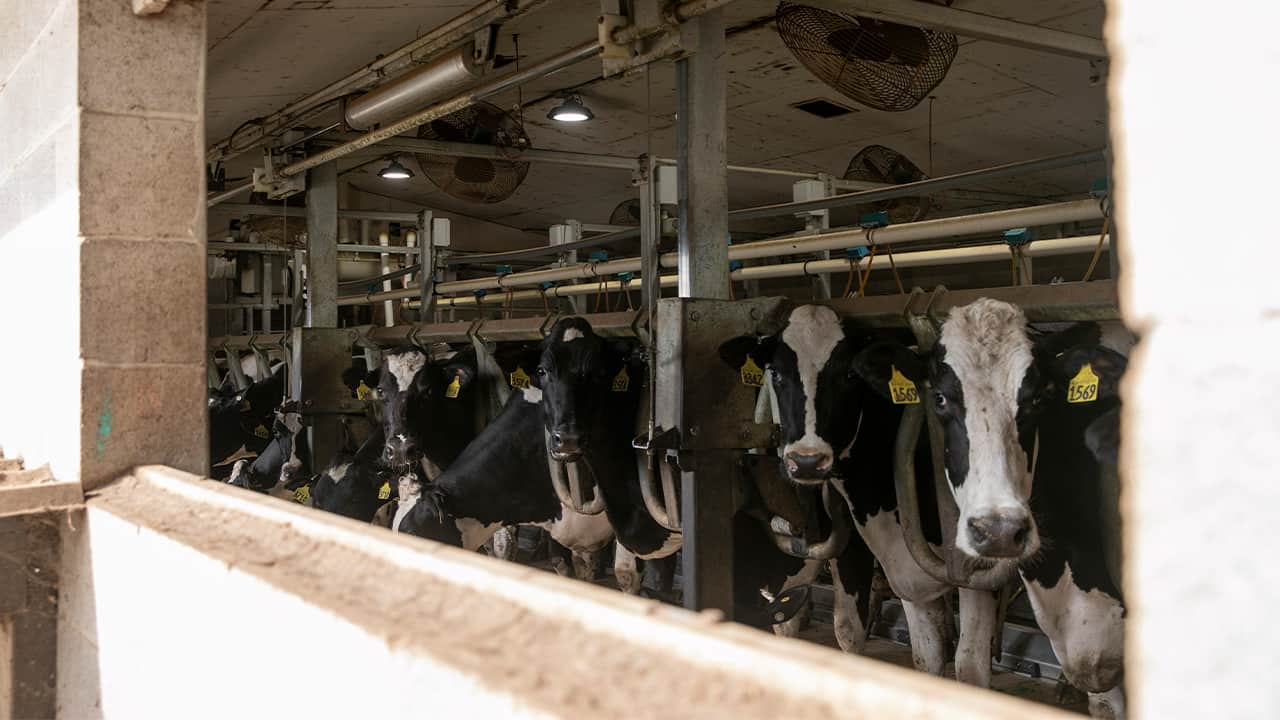 Photo of cows