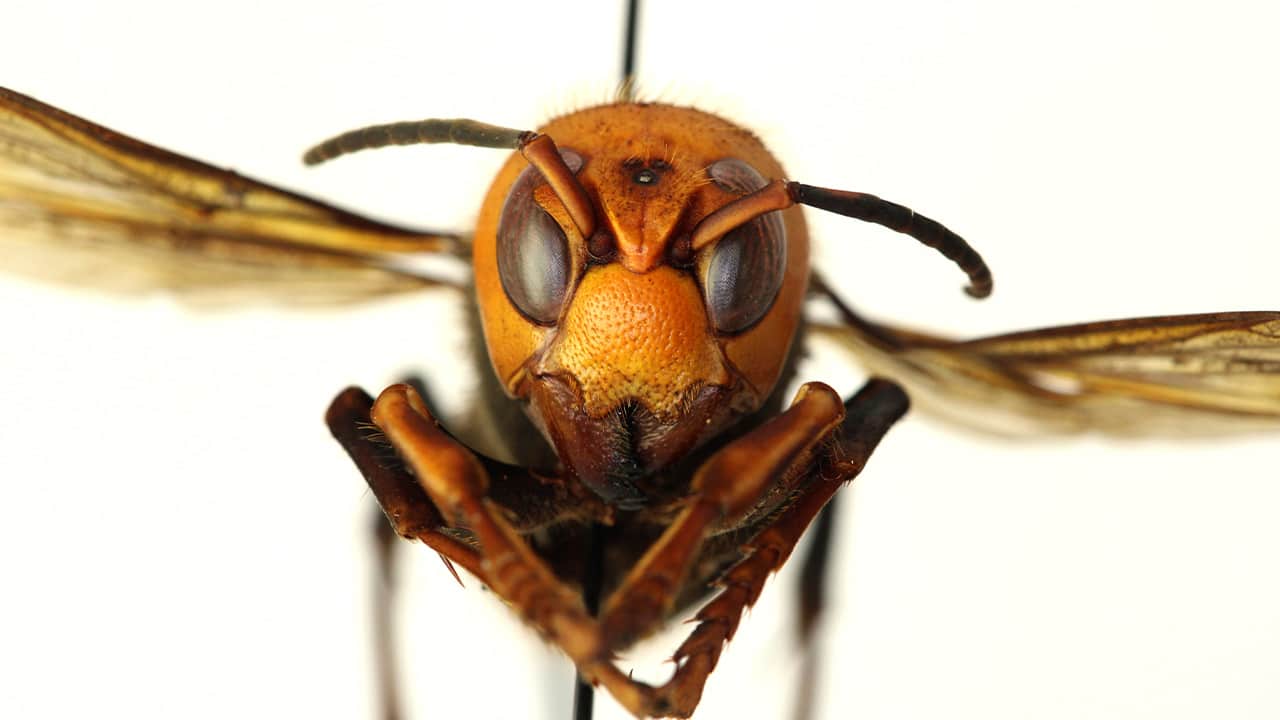 Photo of a murder hornet